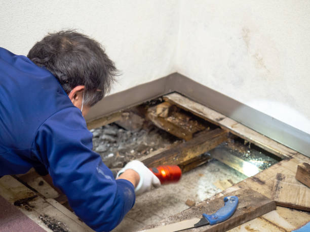 Best Insurance-Related Mold Remediation in Newcastle, WA