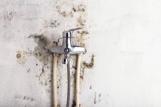 Best Health and Safety Mold Remediation in Newcastle, WA