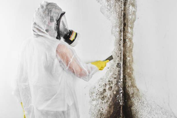 Best HVAC Mold Remediation in Newcastle, WA