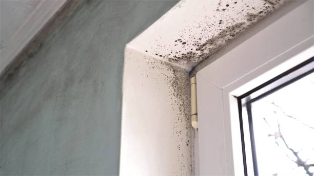 Best Localized Mold Remediation (e.g., coastal areas, humid climates) in Newcastle, WA