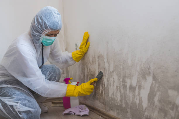 Best Bathroom Mold Remediation in Newcastle, WA