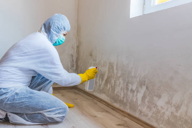 Best Post-Flood Mold Remediation in Newcastle, WA