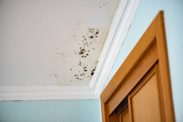 DIY Mold Remediation Support Services