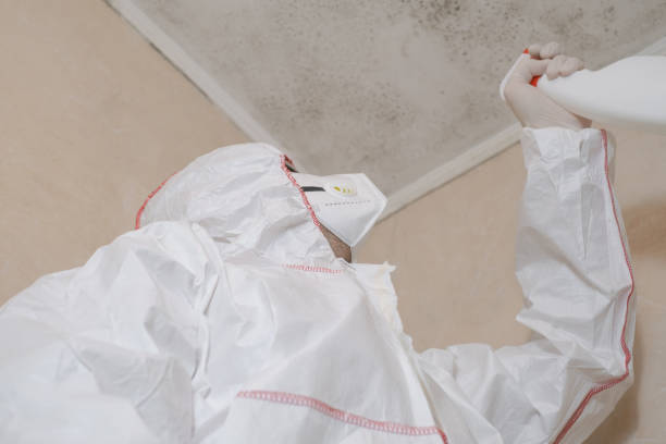 Best Post-Flood Mold Remediation in Newcastle, WA