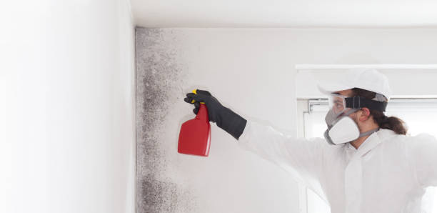 Newcastle, WA Mold Remediation Company