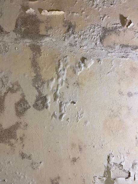 Best Kitchen Mold Remediation in Newcastle, WA